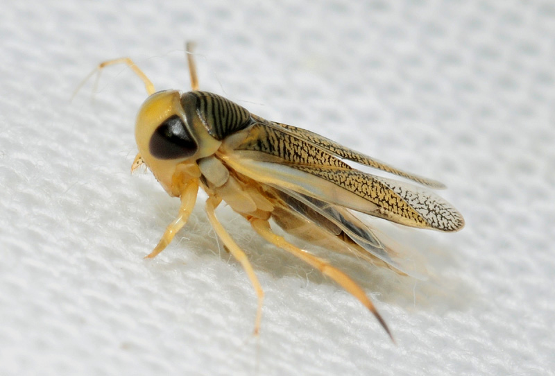 Corixidae